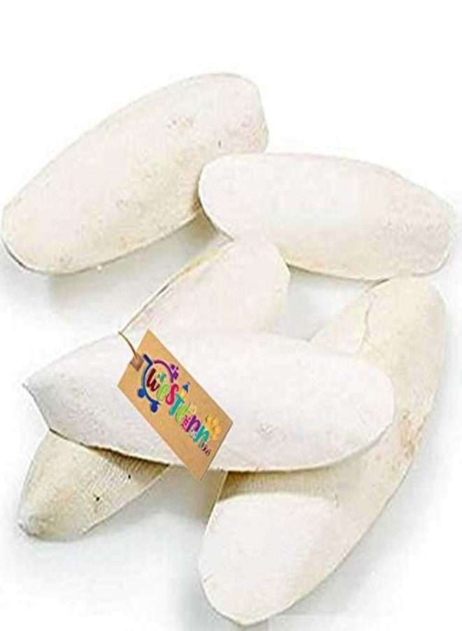 Western Era Natural High Calcium Source Cuttlebone Fish, Natural Mineral Block for Healthy Bones, Beaks & Feathers for Birds, Parrot (500grm) - Image 3